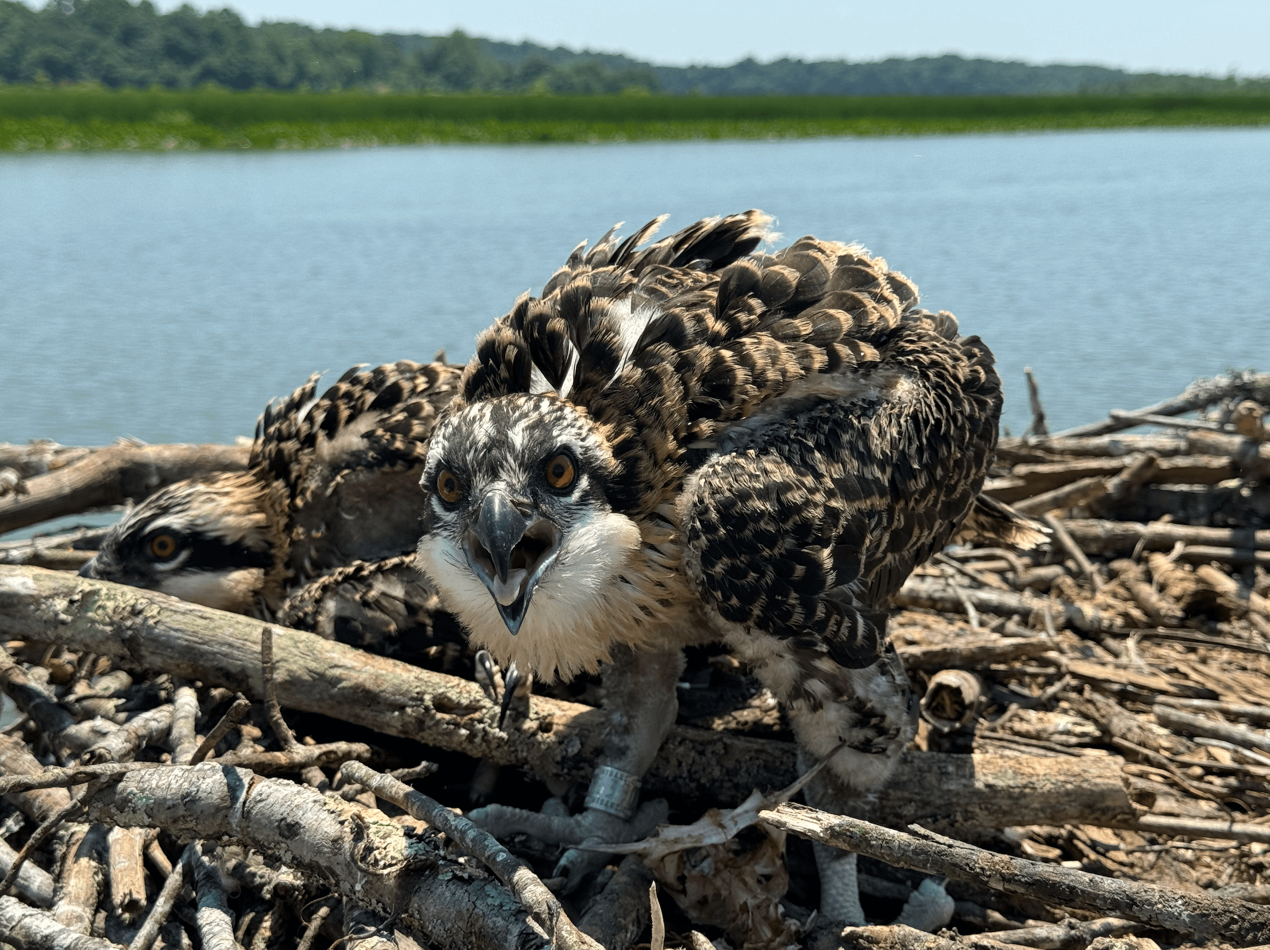 Baby osprey in nesting platform screeching at camera.