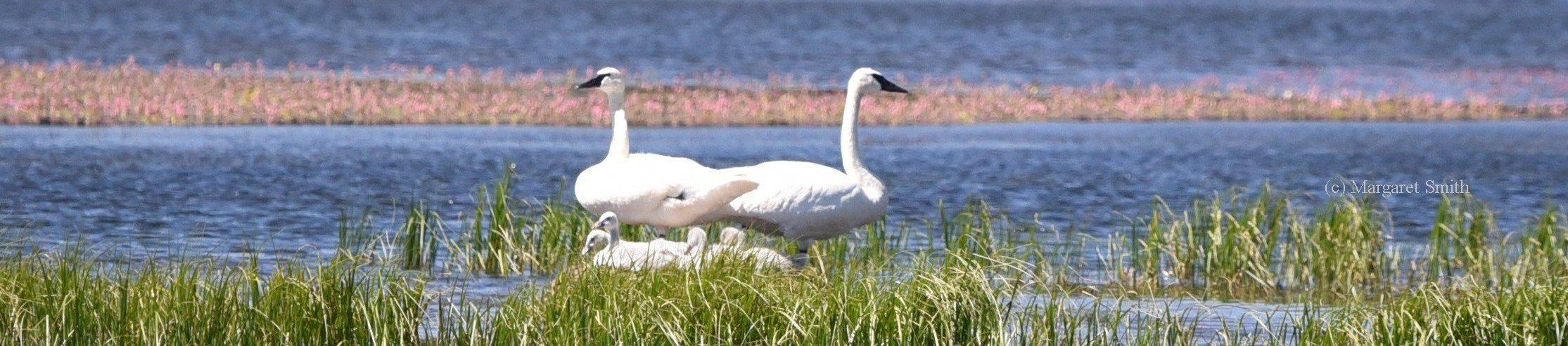 Your Swan Gift Shop purchase helps support swan conservation programs of The Trumpeter Swan Society