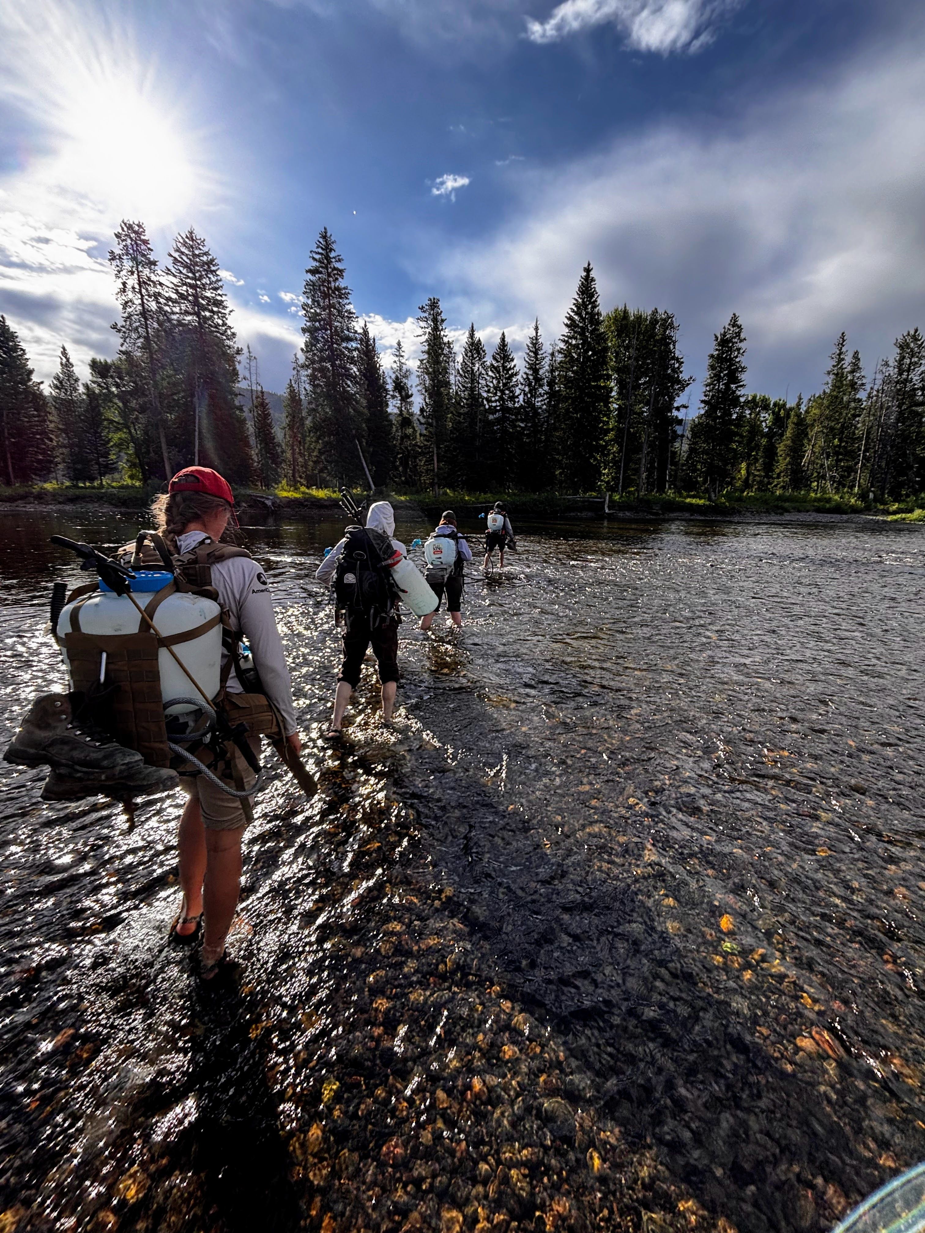 Keeping Yellowstone Weed Free