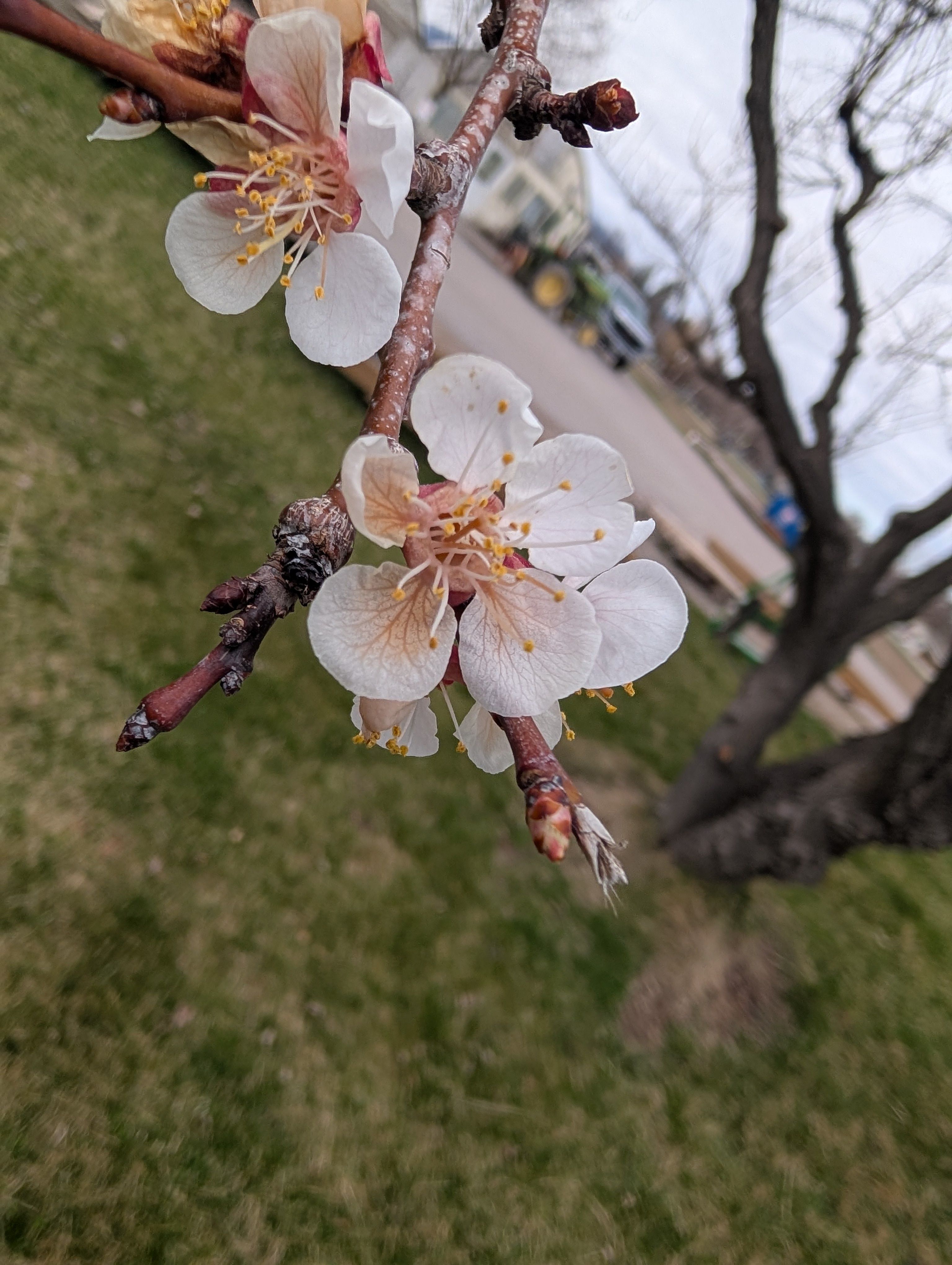 April 1, 2026 Pest Alert Message