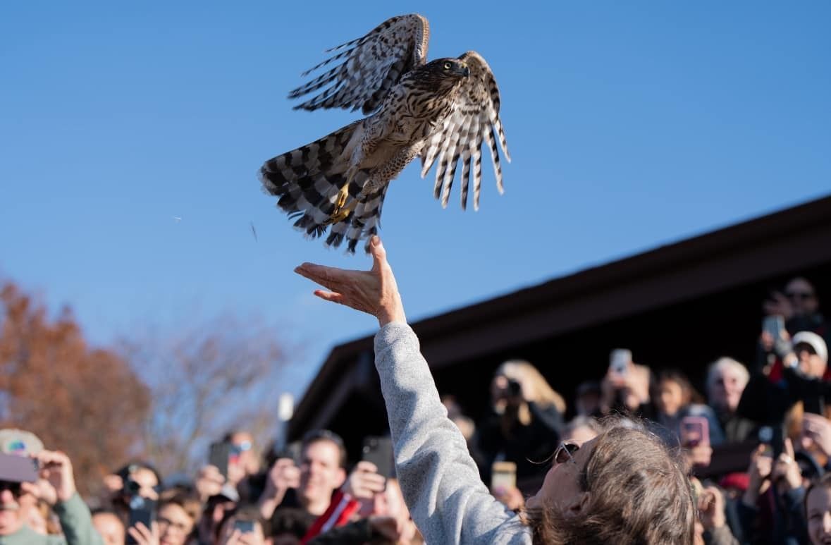 Cooper's hawk mid-release from Suzanne Shoemaker's hand. Taken at the Annual Festival with a crowd of attendees in the background. Owl Moon Raptor Center.