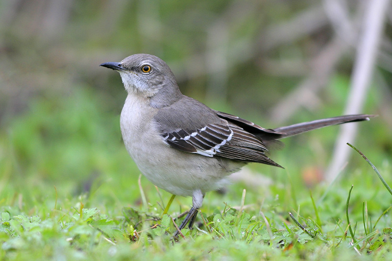 Northern Mockingbird Bird Gallery Houston Audubon