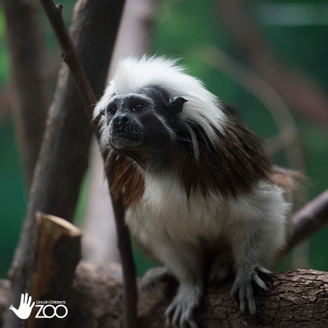 Cotton-Top Tamarins