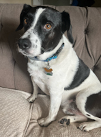 Cooper