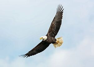 Eagles at Johnson Lake