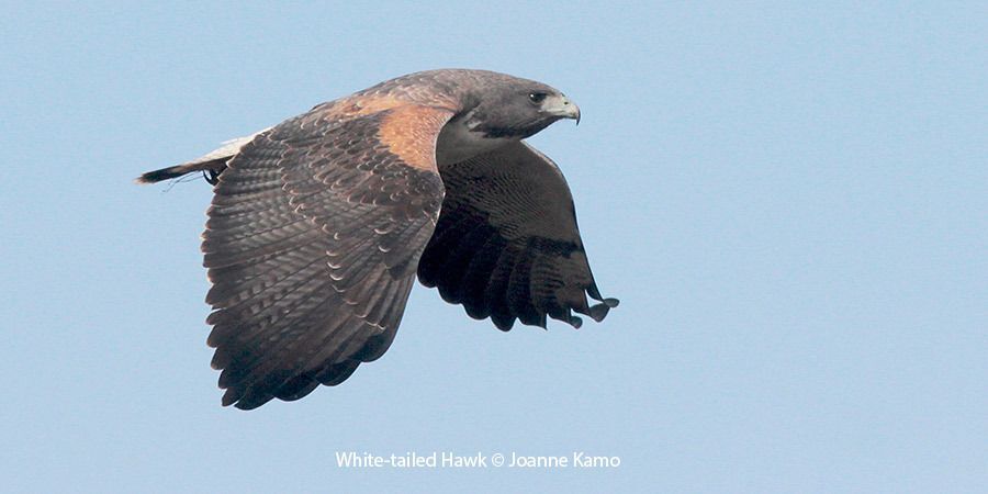 White-tailed Hawk