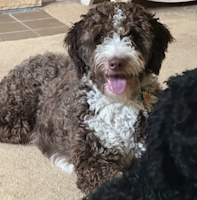 Walter - ADOPTED