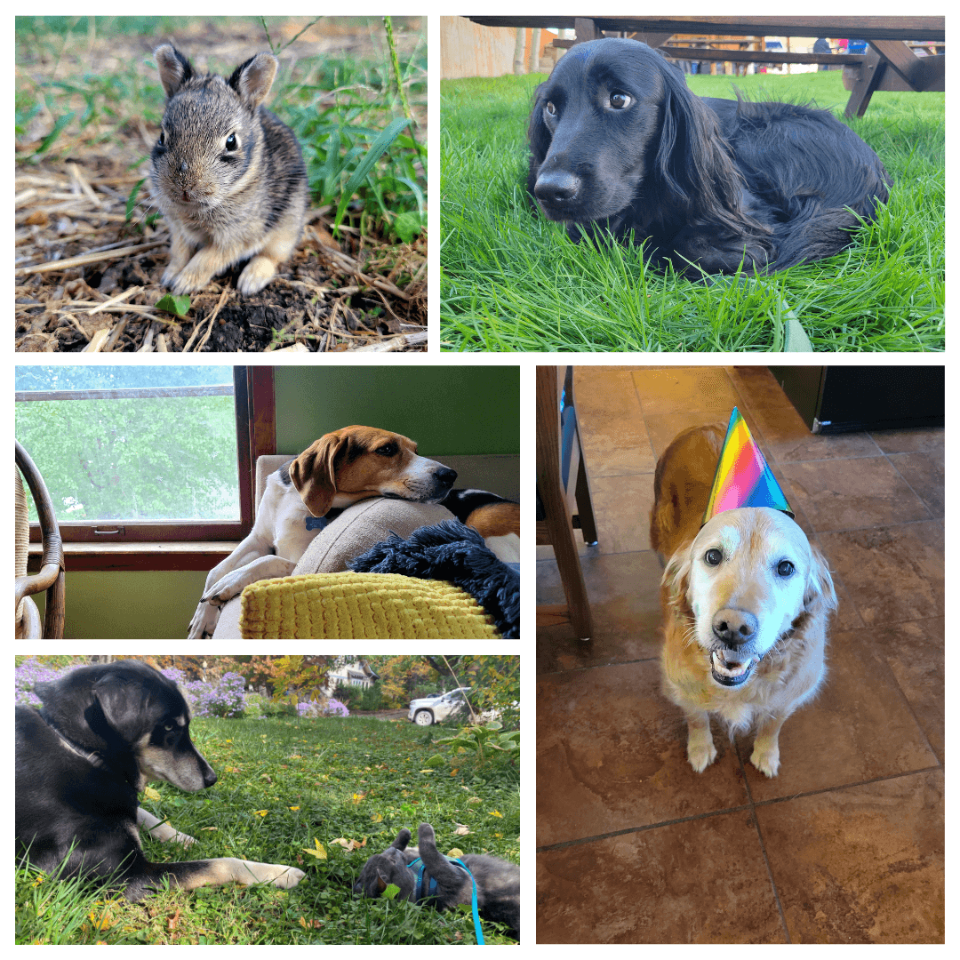 Five photos of pets. One small brown and grey bunny sitting in the grass. A small, long-haired black dog with doe eyes curled up in the grass. A beagle looking out the window laying on the back of the couch. A golden retriever with party hat on.