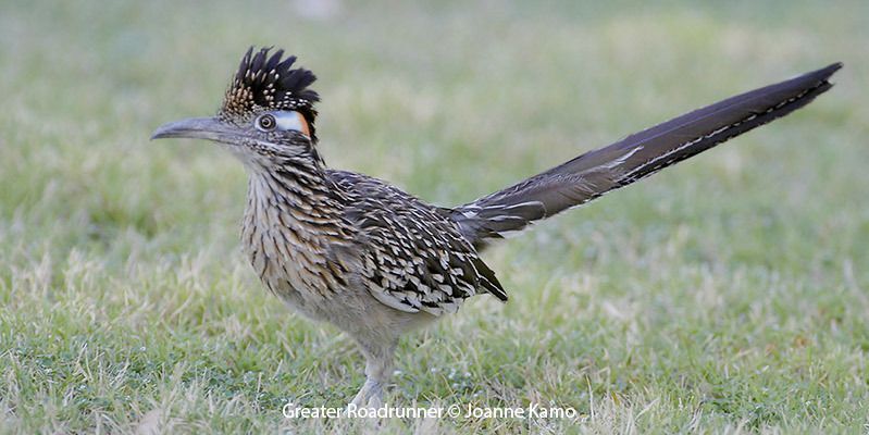 Greater Roadrunner