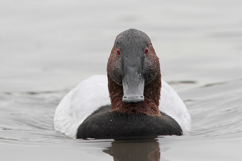 Canvasback