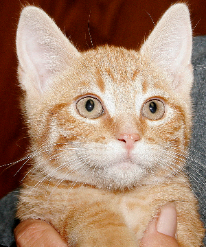 FELIX