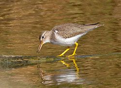Spotted Sandpiper (winter plumage)