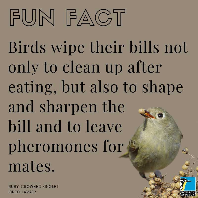 Bird bill cleaning fun fact