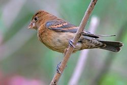 Blue Grosbeak