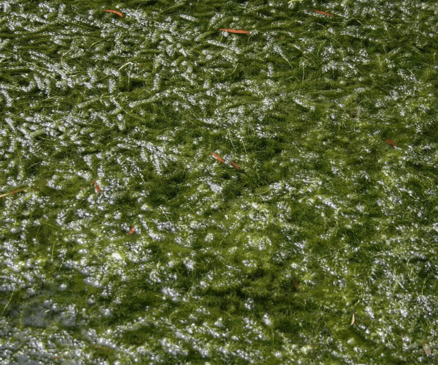 Hydrilla