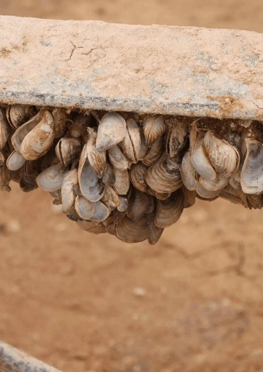 Priority Species Factsheets