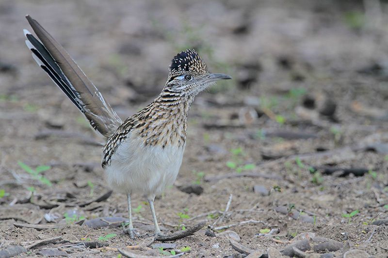 GREATER ROADRUNNER  The Texas Breeding Bird Atlas