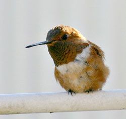 Rufous Hummingbird male