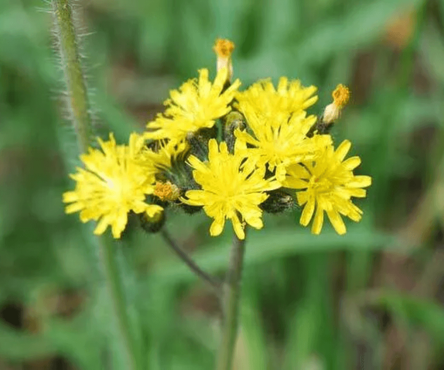 Meadow Hawkweed