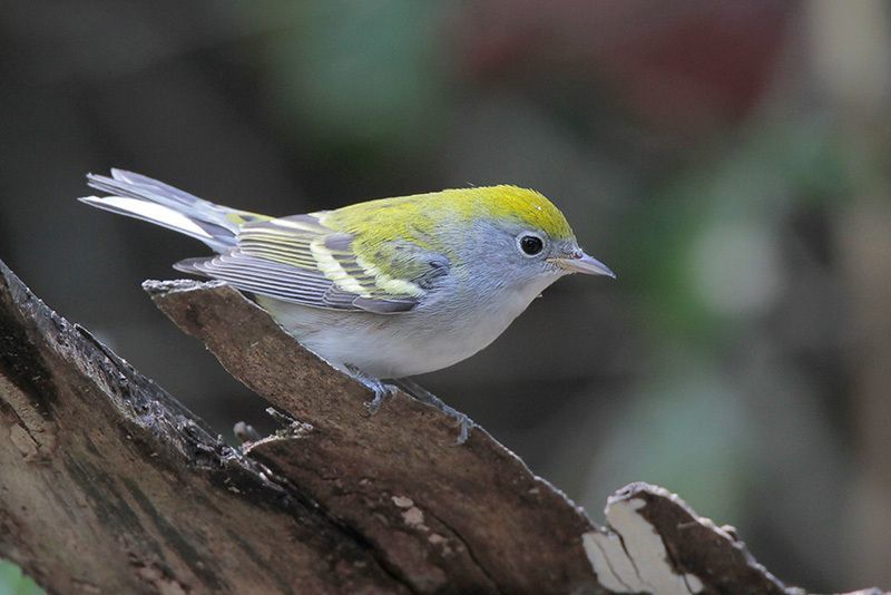 Chestnut Sided Warbler Bird Gallery Houston Audubon