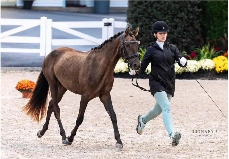 Dressage at Devon member