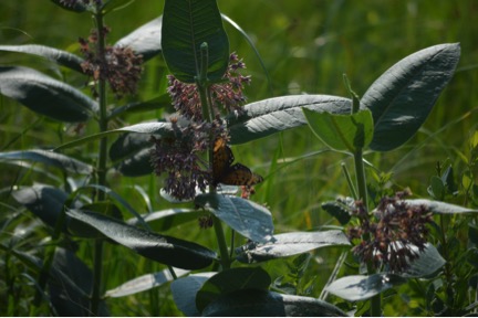 Habitat Management Plan for the Regal Fritillary