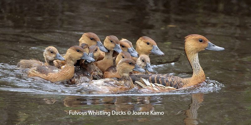 Fulvous Whistling Ducks