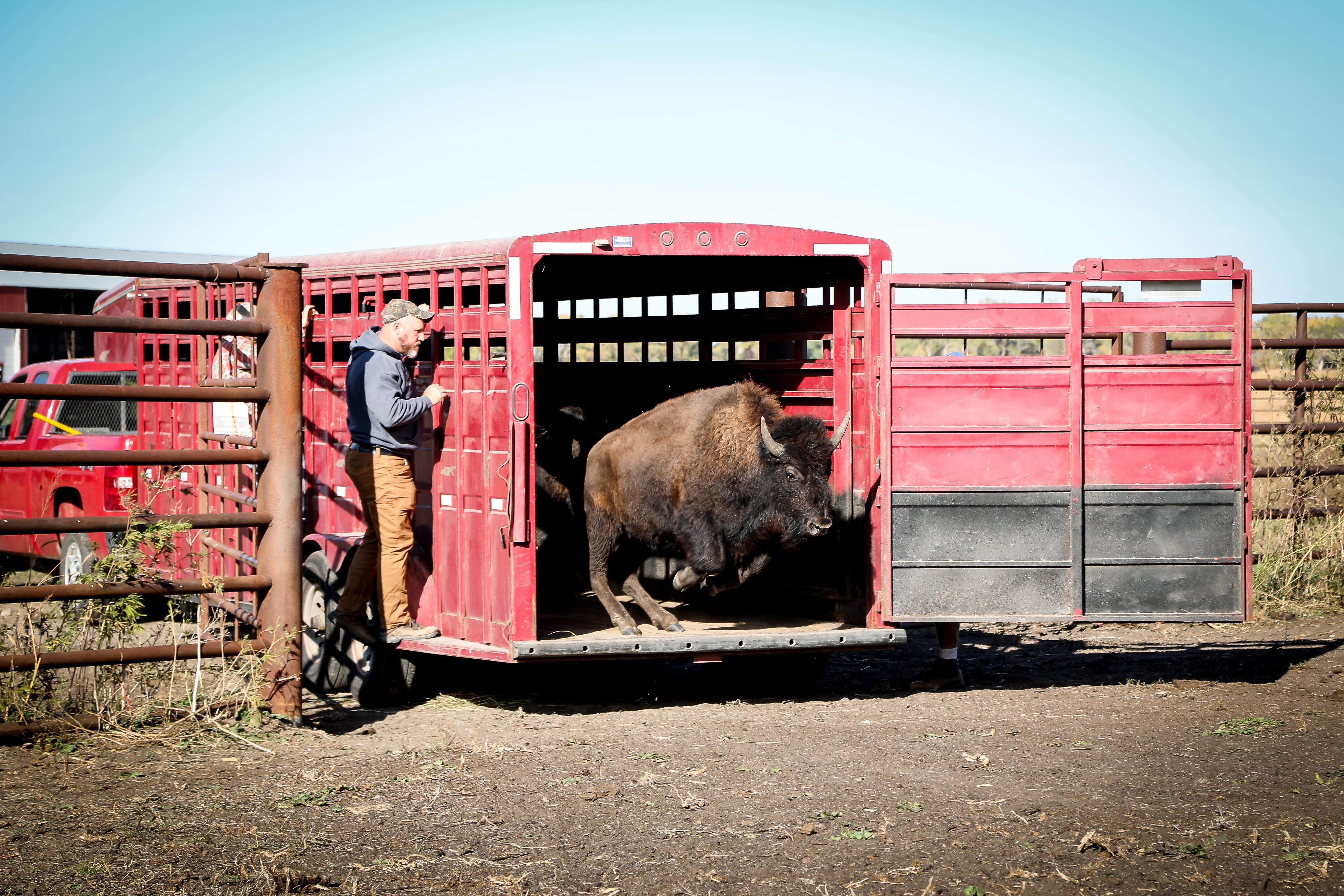 New bison arrive at the Crane Trust 