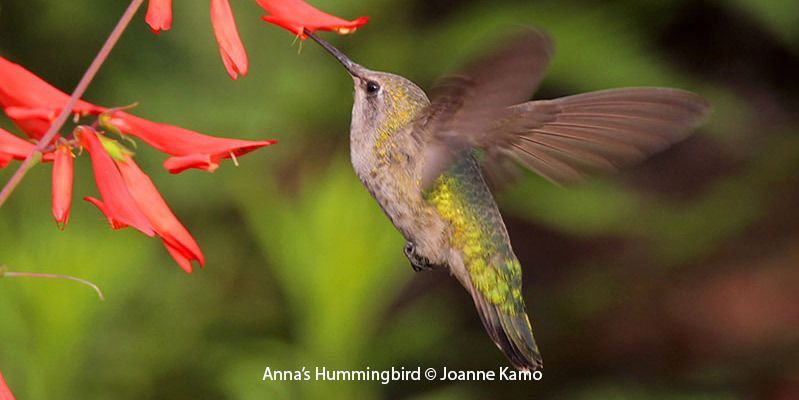 Anna's Hummingbird