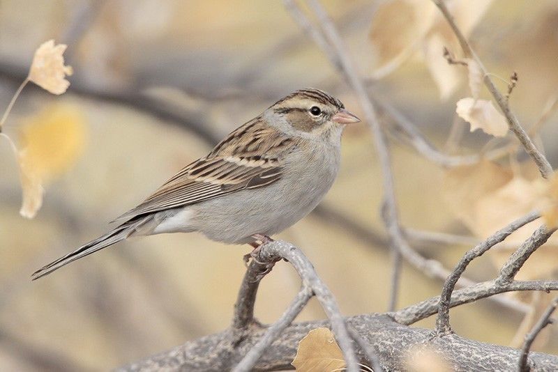 Chipping Sparrow