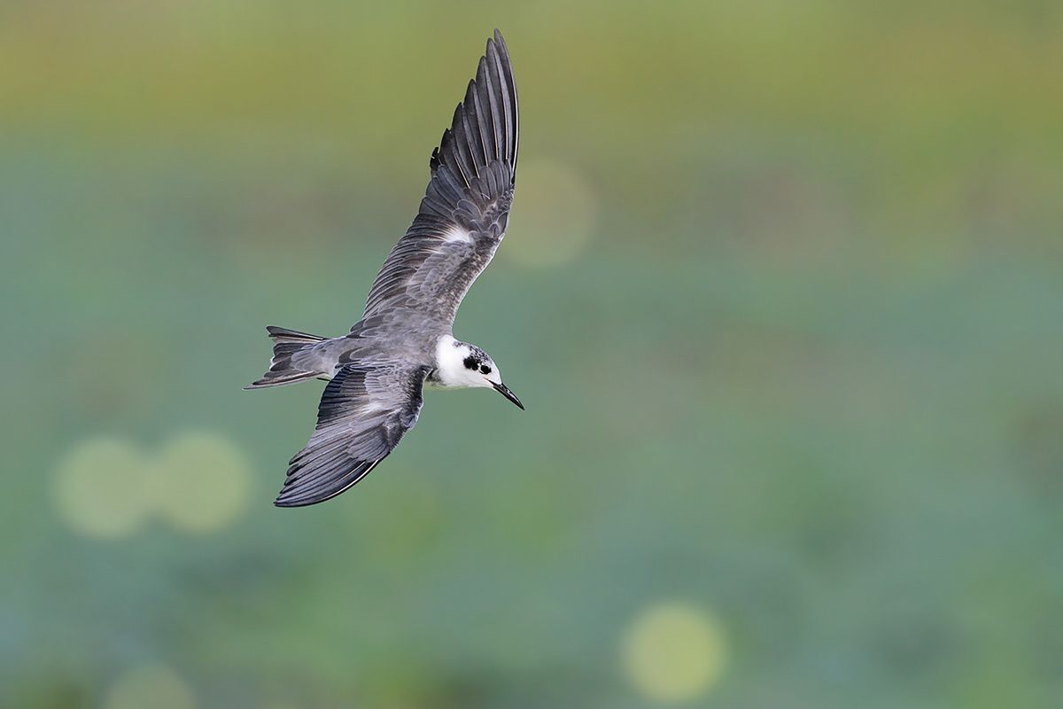 Black Tern