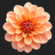 orange chrysanthenum
