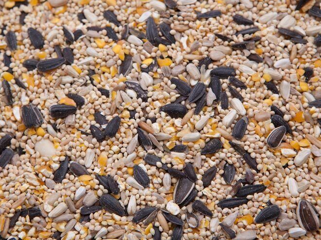 Open now - Fall 2025 Bird Seed Sale