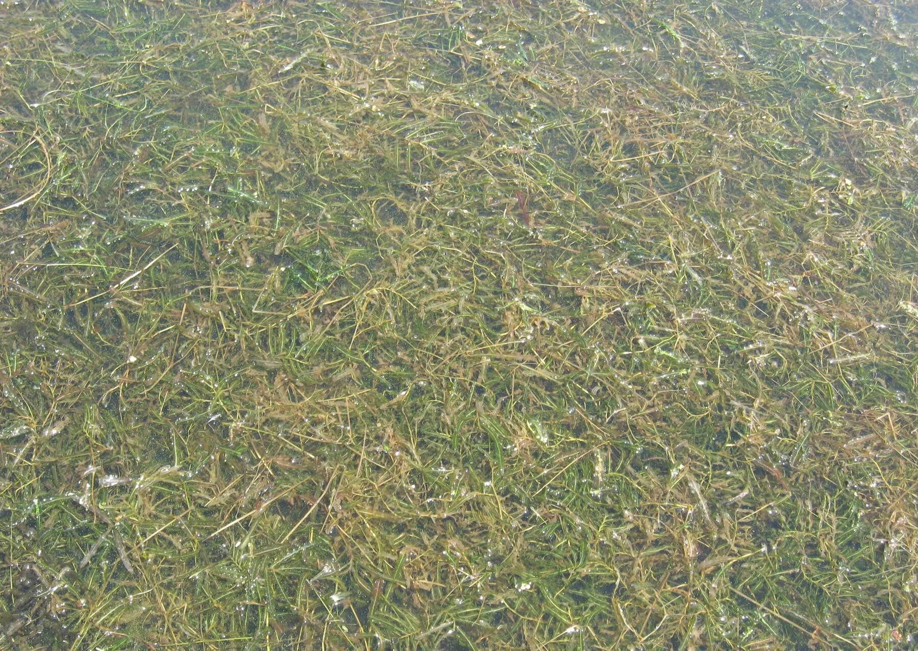 Curlyleaf pondweed