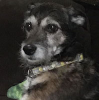 Dude - ADOPTED