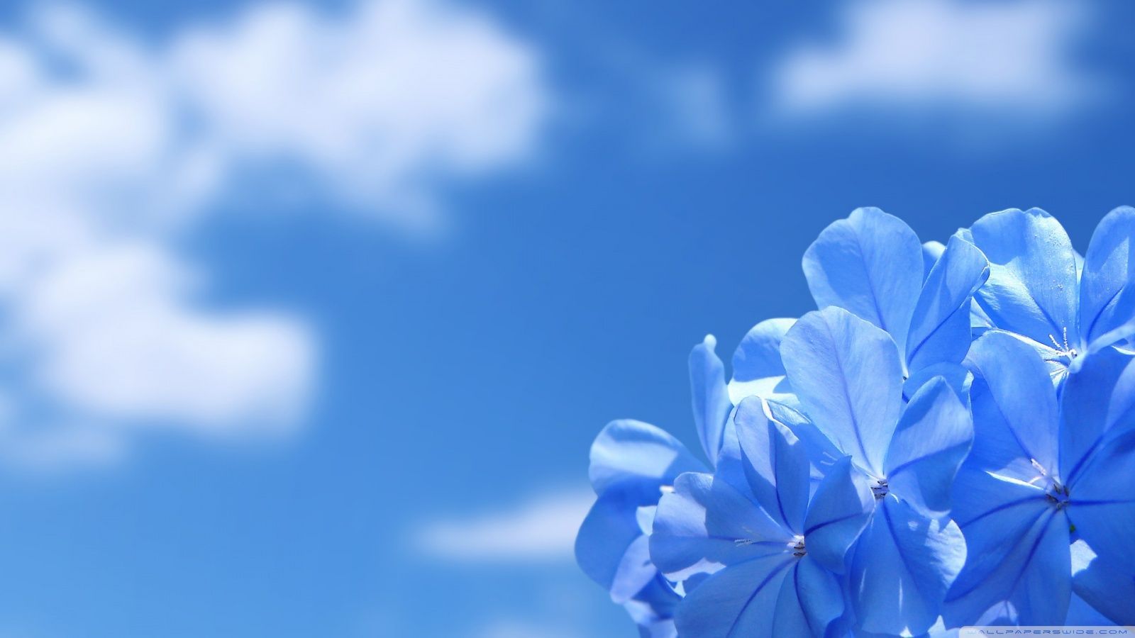 Beautiful Flower-Our Mission and History-Blue Flowers