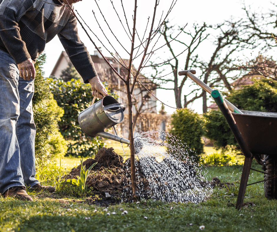 Fall is a great time to plant a tree. 