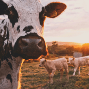 Faith & Agriculture Webinar: Farming to Honor God