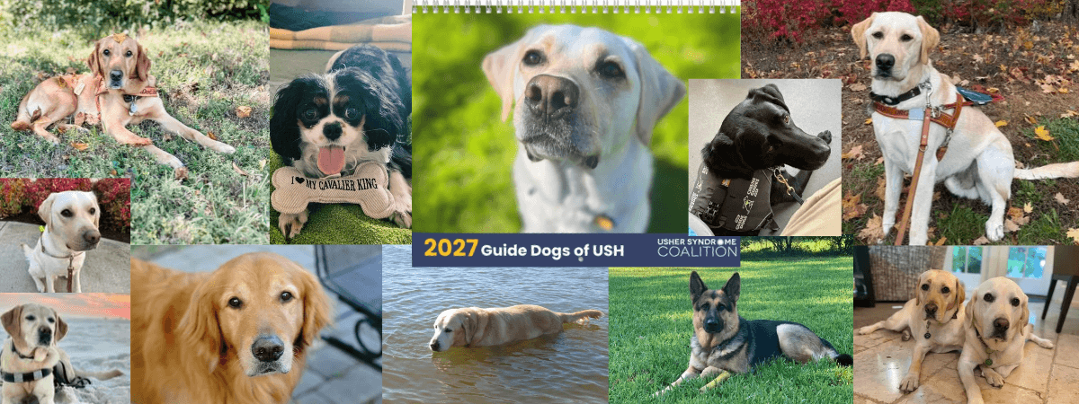 Vote for the stars of our first Guide Dog Calendar