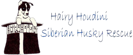 Hairy Houdini Siberian Husky Rescue