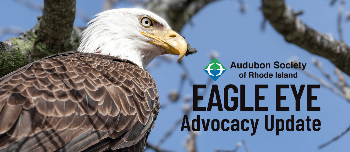 Audubon Society of Rhode Island Eagle Eye Advocacy Update Issue Archive