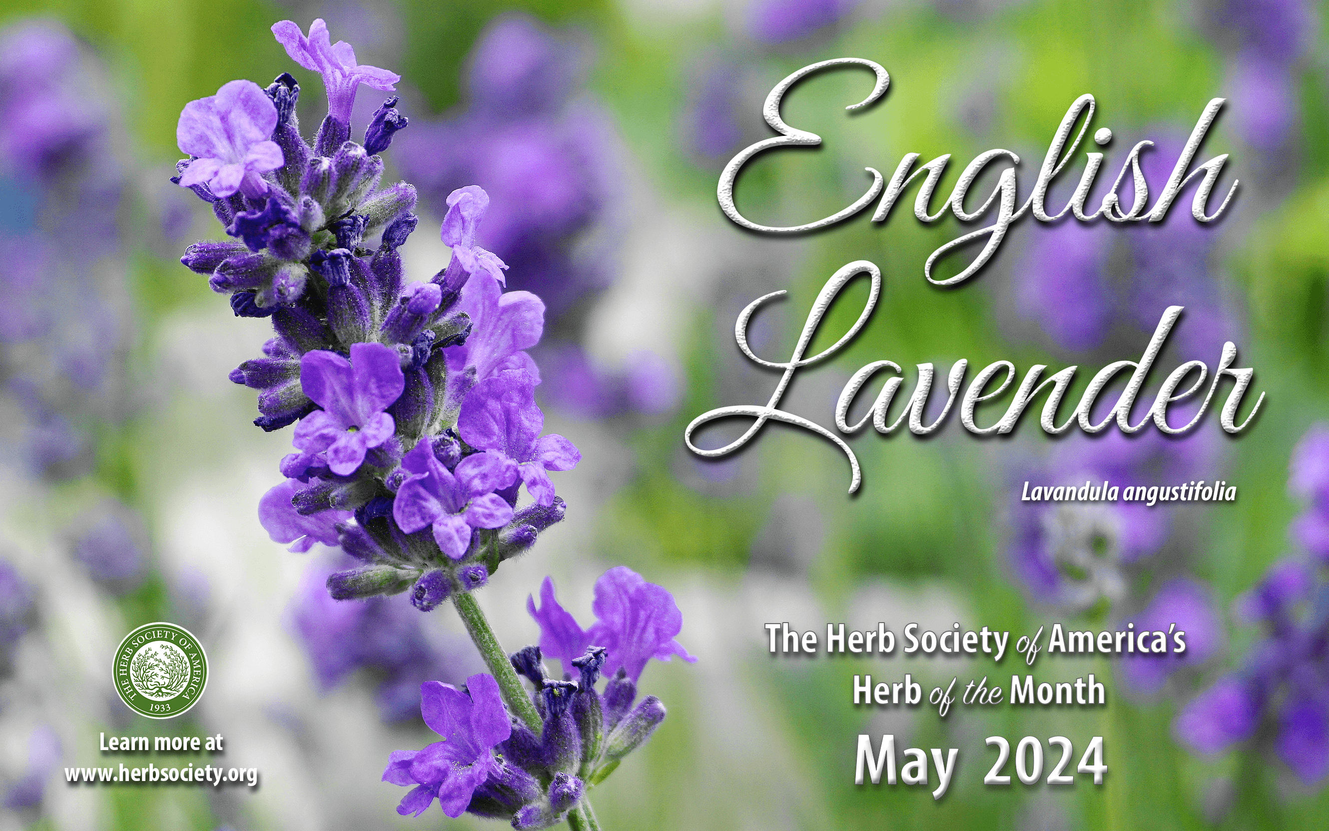 May English Lavender