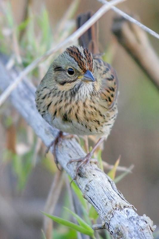 Lincoln’s Sparrow