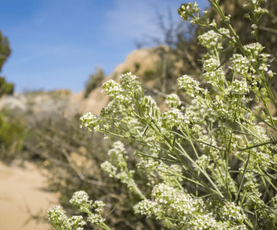 Perennial Pepperweed