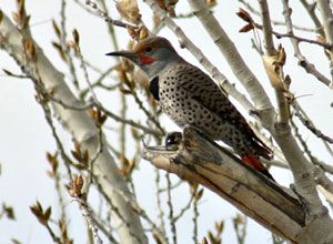 Northern Flicker (male red-shafted)