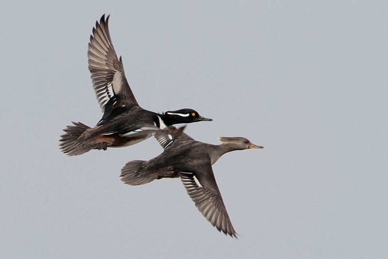 Hooded Merganser pair