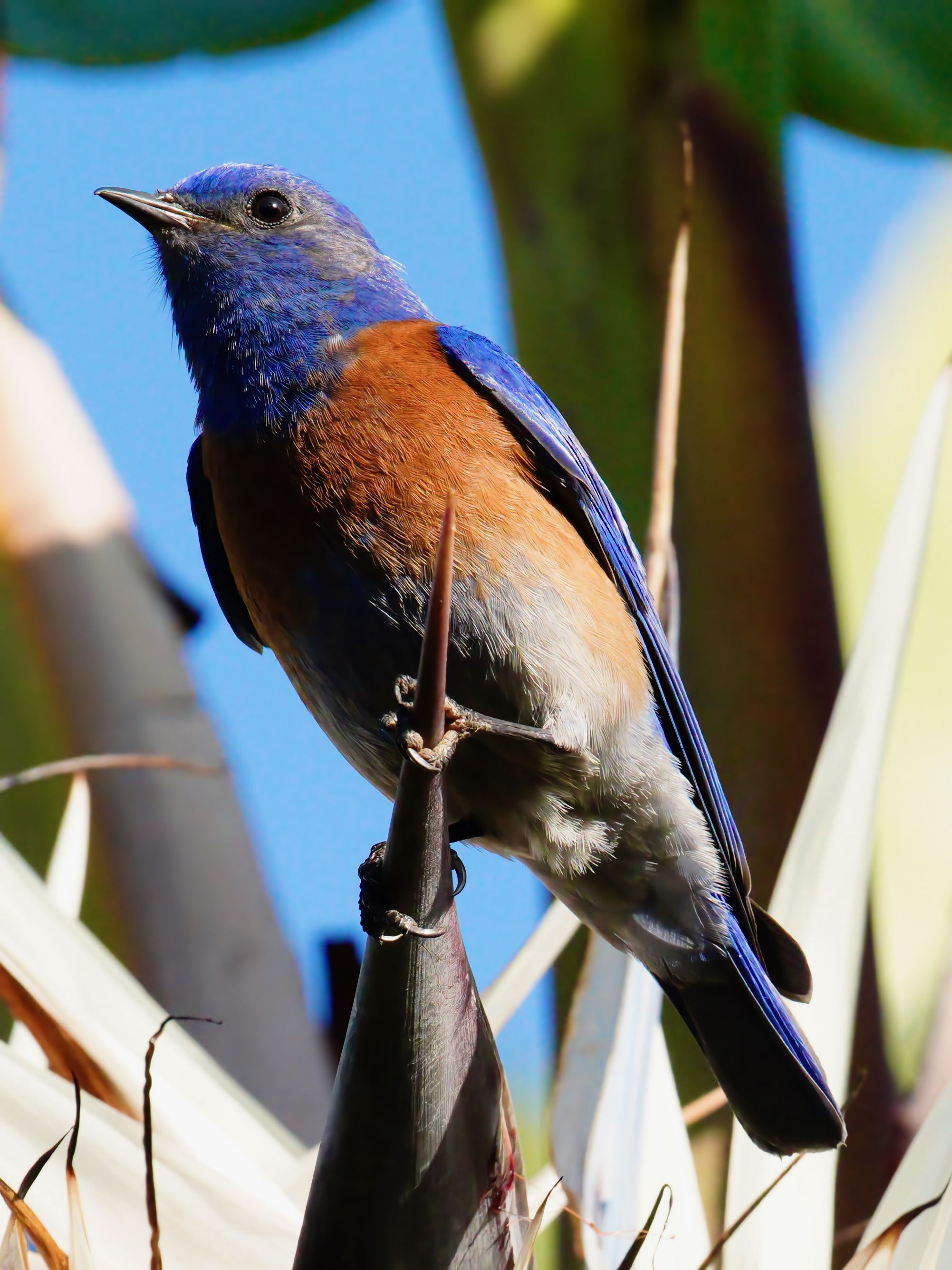 Western Bluebird in Rancho Peñasquitos by Sergio Cruz (October 2025)