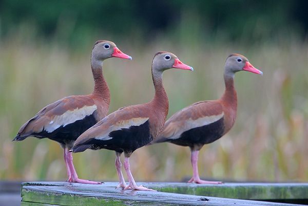 Black-bellied Whistling-Ducks