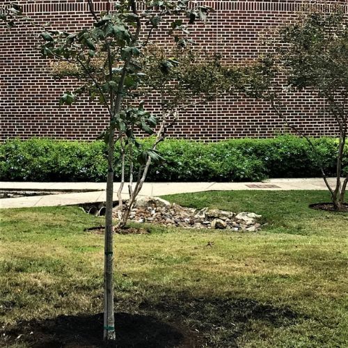 A planted compassion tree