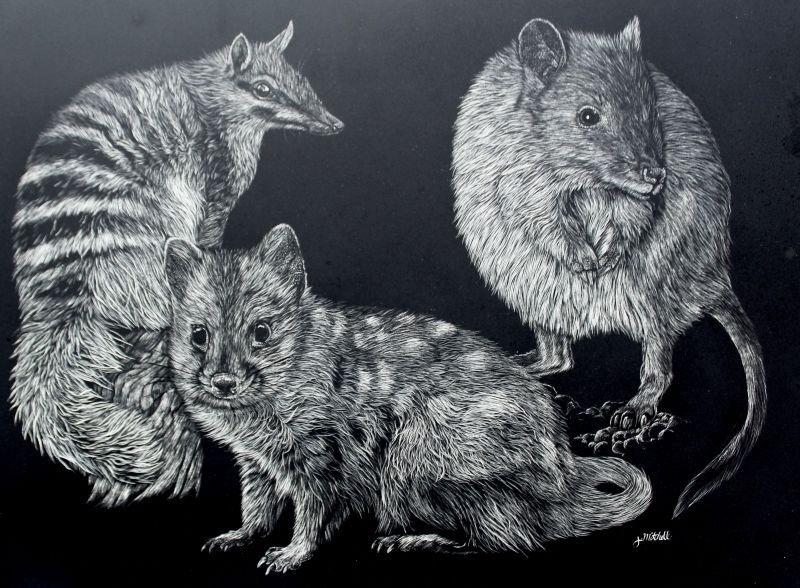 Little Maruspials - Numbat - Eastern Quoll - Wolyie (bush-tailed bettong)